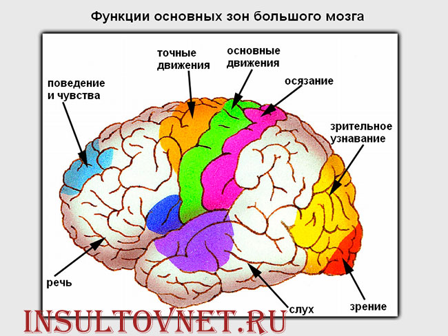 функции коры головного мозга