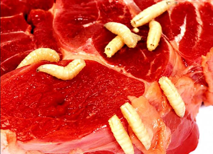 глисты в мясе