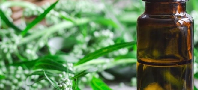 народные рецепты с полынью