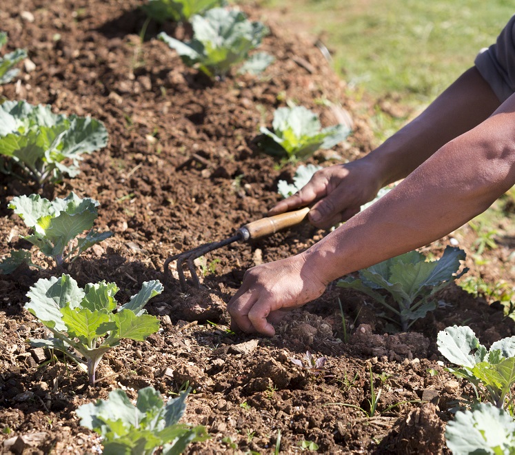 Возможно заражение паразитами при работе в земле, если она заражена