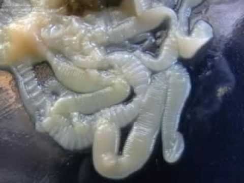 фото летночный червь