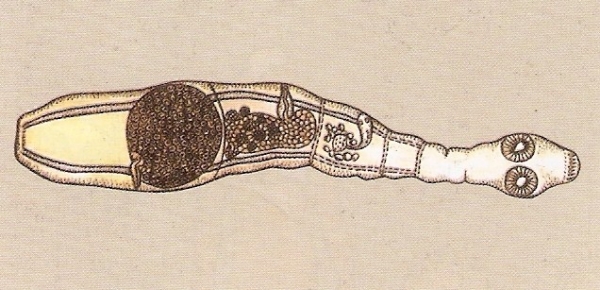 Альвеококк