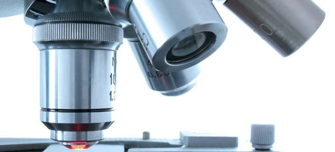 Исследование антител igg к токсоплазме и расшифровка результата