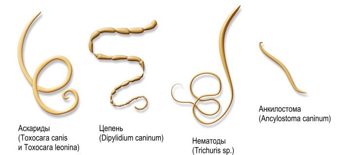 от кого лечит Вермокс
