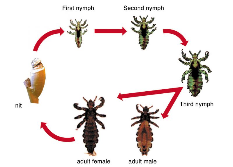 цикл развития вши