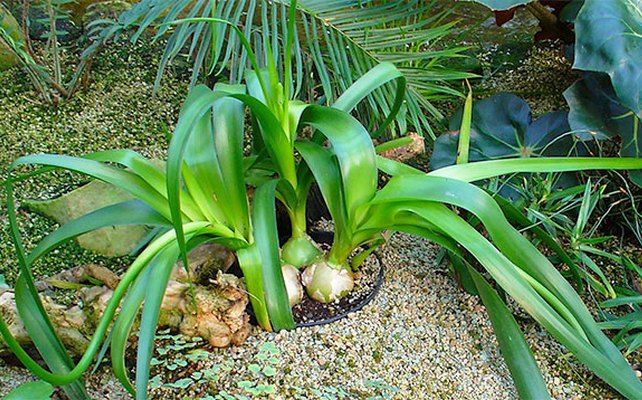 Настойка индийского лука