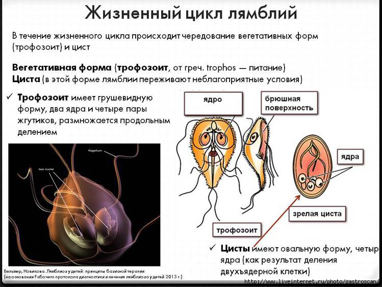 жизненный цикл