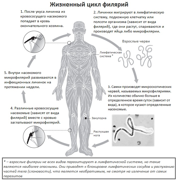 цикл филярий