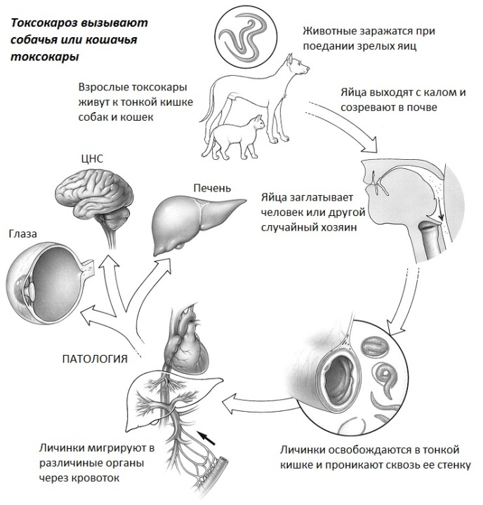 Токсокары проникают в человека