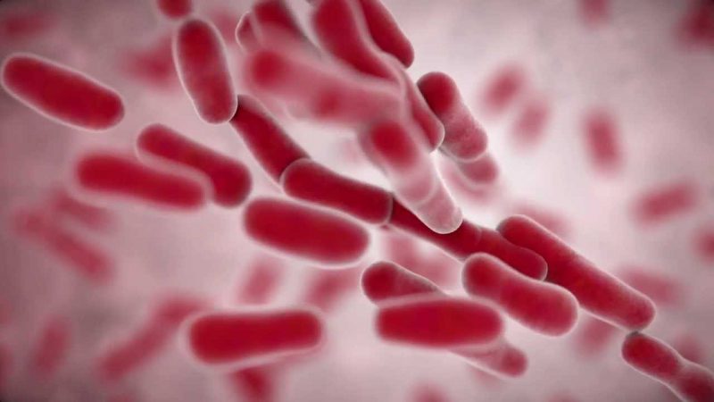 Клебсиелла действие