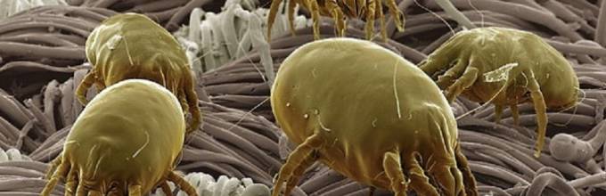 зудни чесоточные