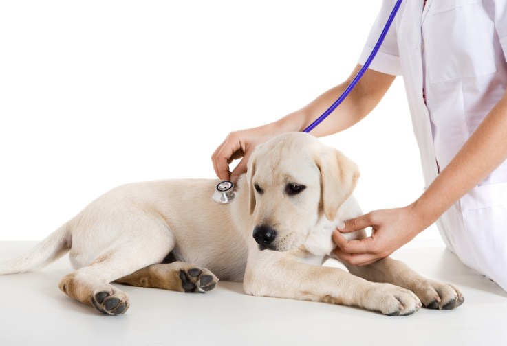 обследование у ветеринара