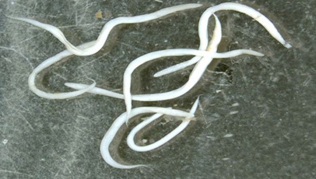 глисты у ребенка