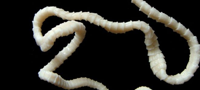 Бычий цепень: цикл развития