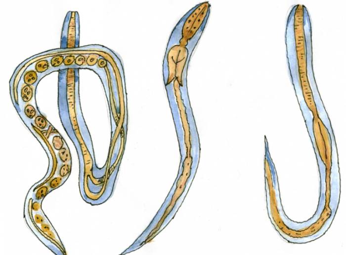 Угрица кишечная