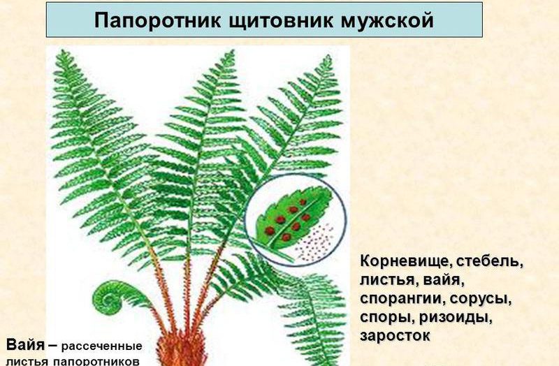 Мужской папоротник