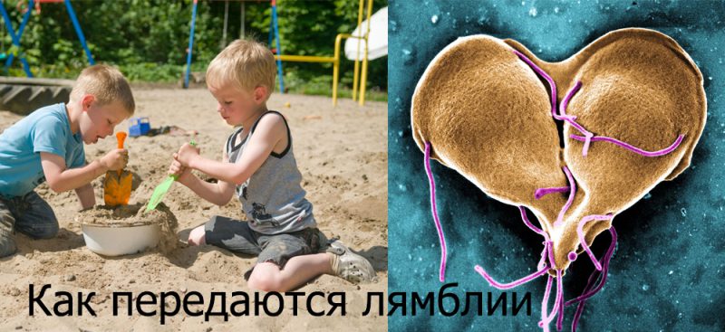 Лямблиоз как передаются лямблии от человека к человеку