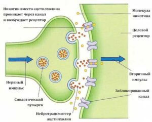Механизм действия никотина