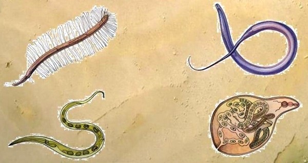 разновидности глистов