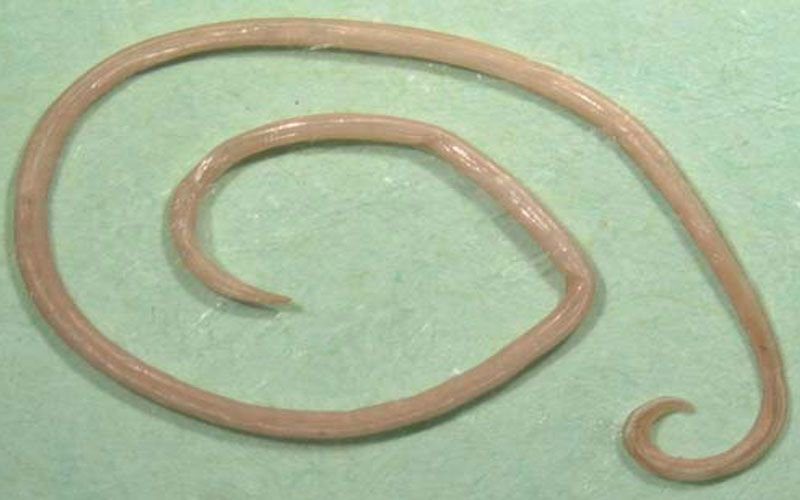 что такое глисты