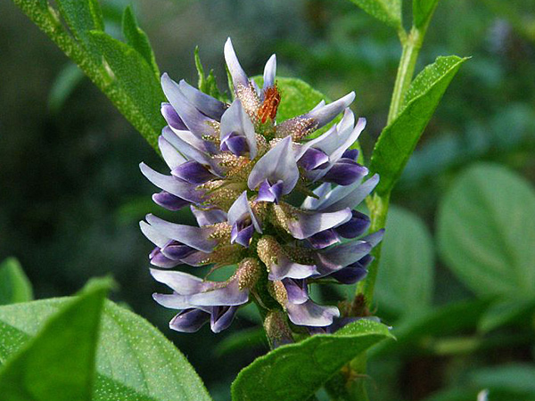 солодка голая