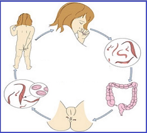 рекомендации для профилактики глистов