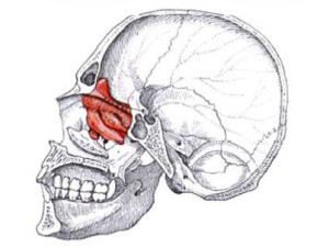 Череп Решетчатая кость