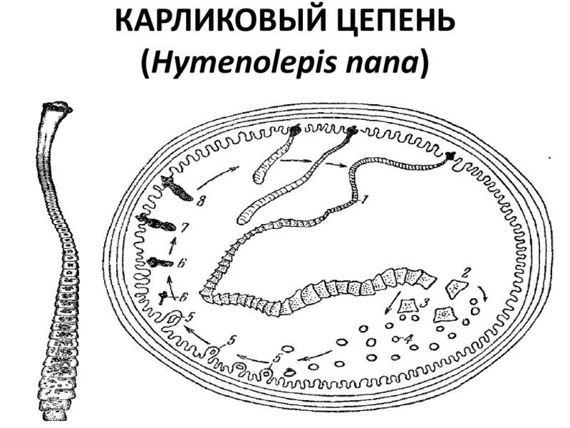 карликовый цепень