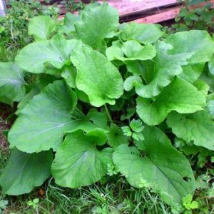 Лечение полипов с помощью народных средств