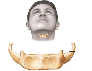 Расположение кости Подъязычная кость