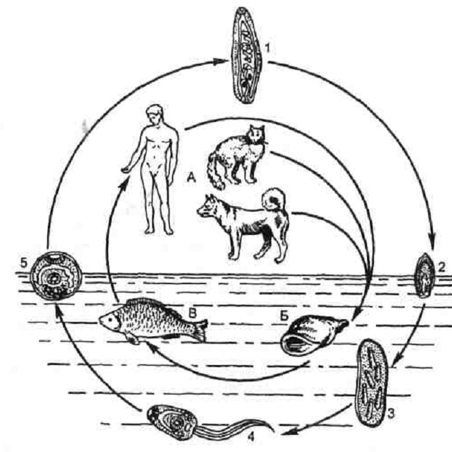 Жизненный цикл Opisthorchis felineus
