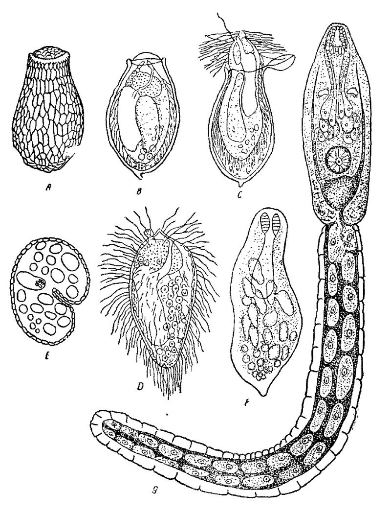hbceyjr китайская двуустка