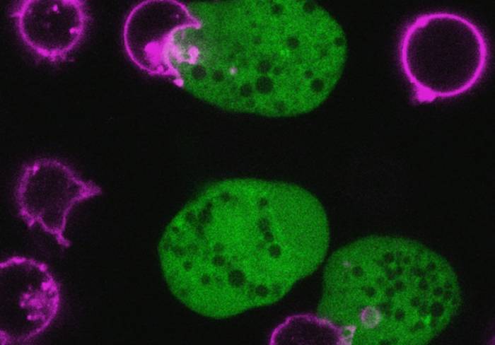 Амебные цисты