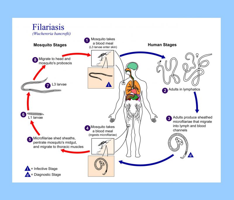 развитие паразита