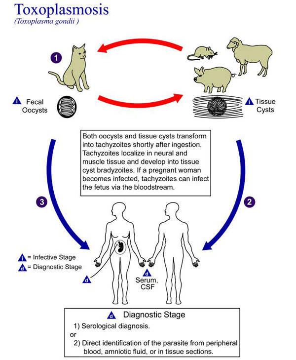 путь заражение токсопламозом
