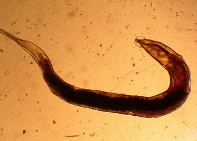 Трихинеллы и аскариды