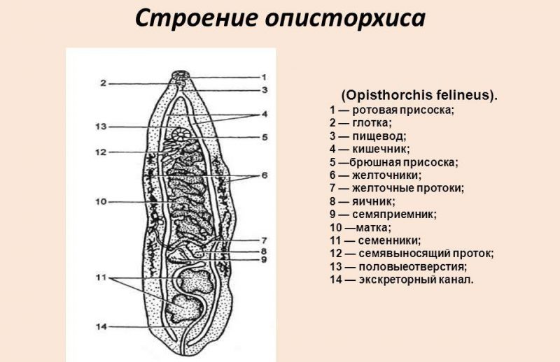 Строение описторхиса