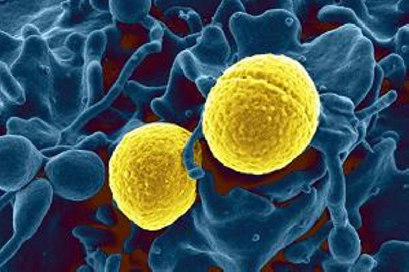 Стафилококковая палочка