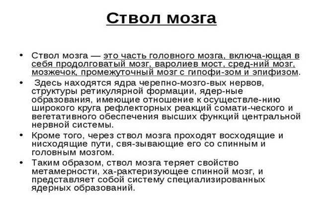 Значение ствола головного мозга