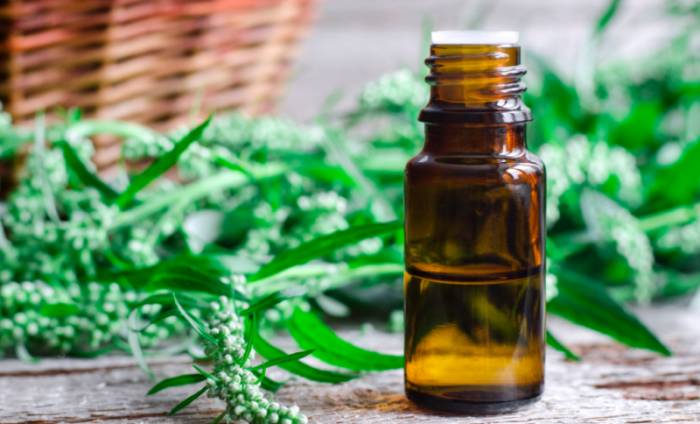 настойка полыни