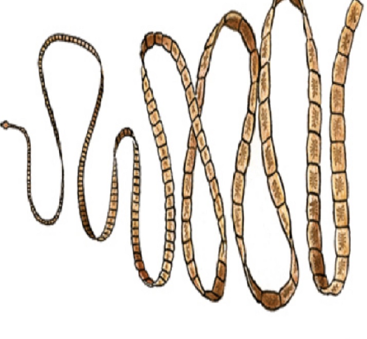 Как выглядит ленточный червь