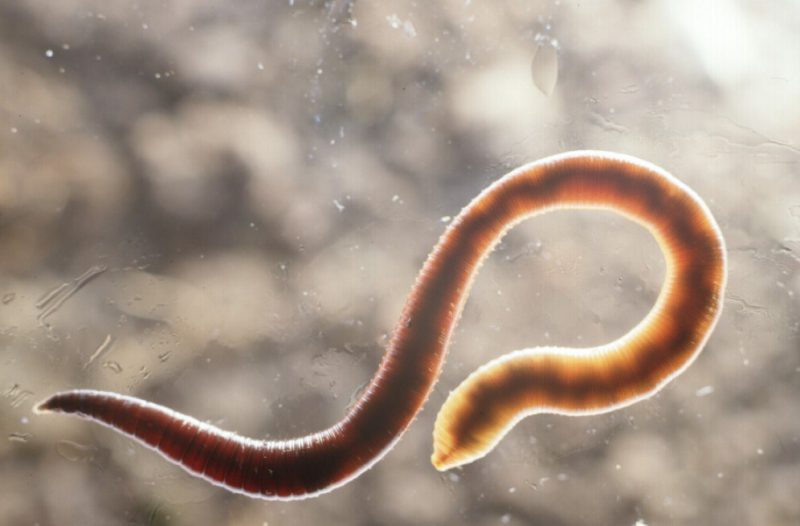 гельминтоз