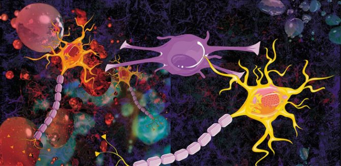 Миелиновая защита нейрона: всё начинается до рождения («Наука из первых рук» № 3(88), 2020)