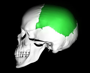 Череп Теменная кость