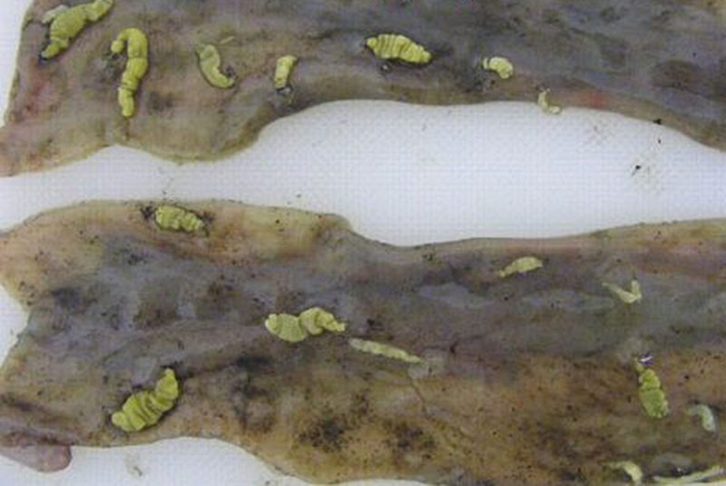 причины парагонимоза