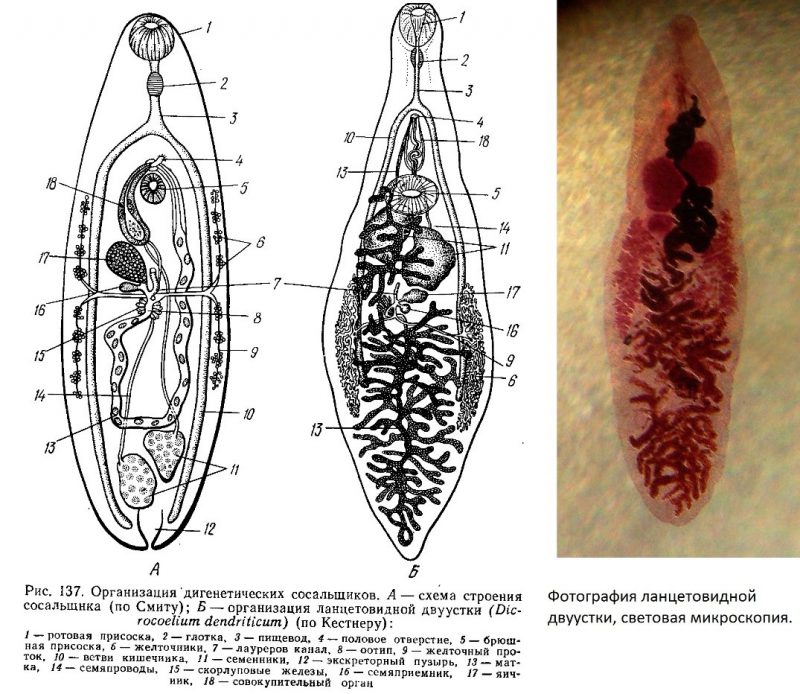 схема сосальщика