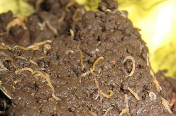 белые червячки в кале