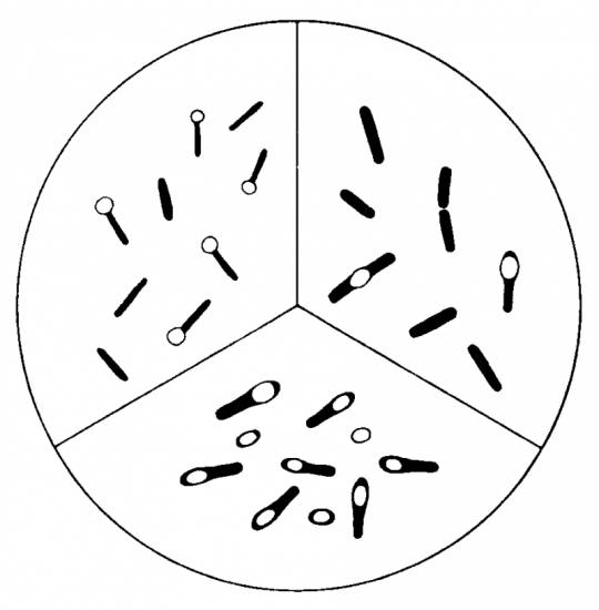 клостридии