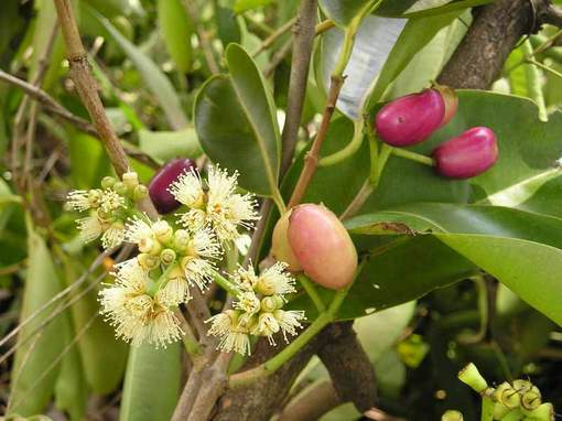 гвоздика цвет