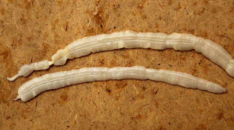 широкий лентец